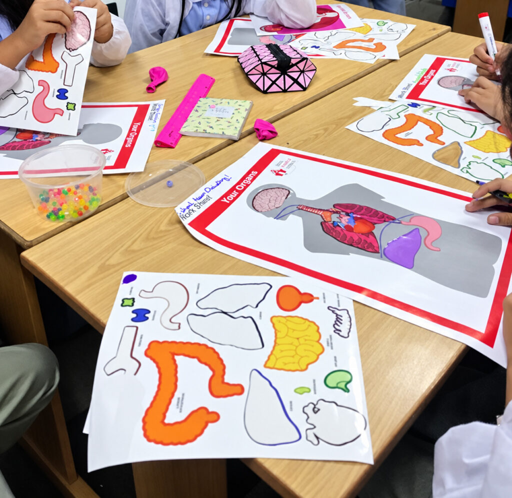 Classroom Anatomy Sticker Activity