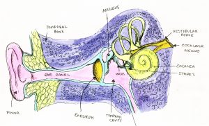 Why do elephants have tusks, big ears and long trunks? - Little Medical  School - Ottawa