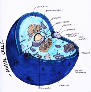 animalcell-295x300