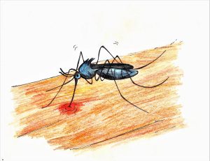 Why do mosquitoes suck blood?