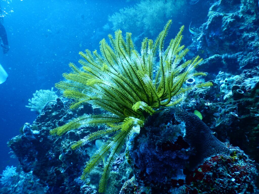 A bright green sea anemone is highlighted in an article exploring a ocean acidification kid experiment.