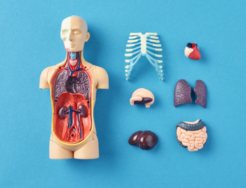 Anatomy Puzzle: Building the Body