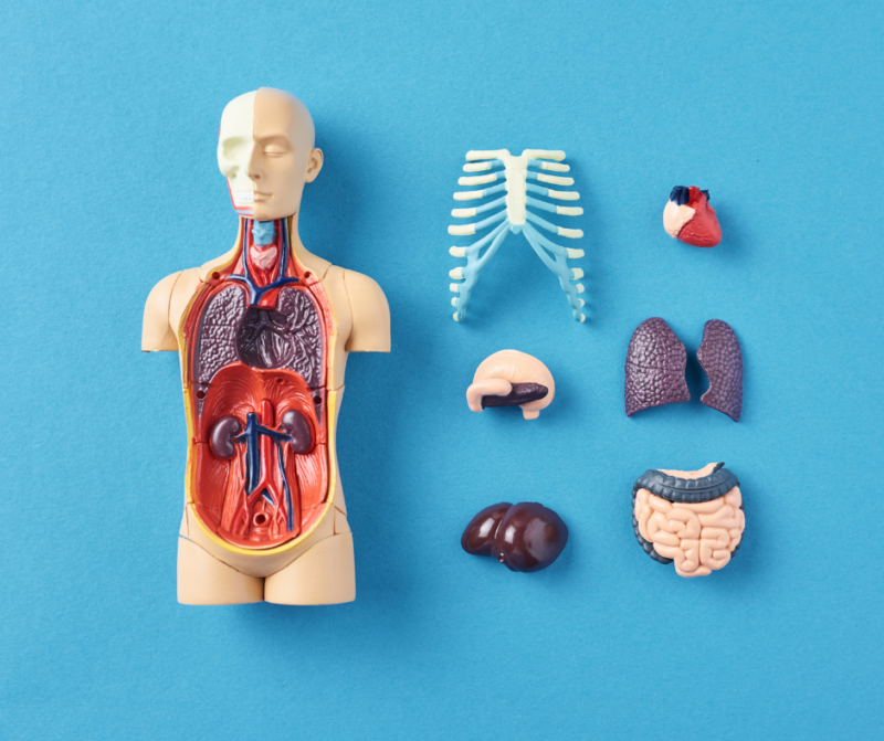 STEM ACTIVITIES Little Medical School STEM ACTIVITIES stem-activities-little-medical-school-stem-activities