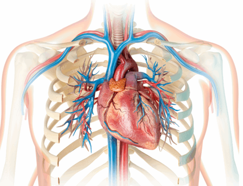 Love Your Heart: Build a Beating Heart Model
