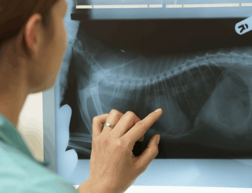 Vet Tech at Home: Make-Your-Own Animal X-Ray Viewer