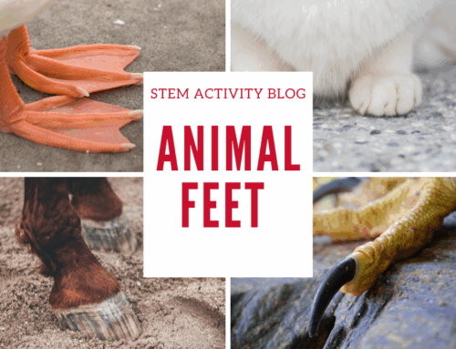 Animal Feet in Action: Fun STEM Adventures for Kids